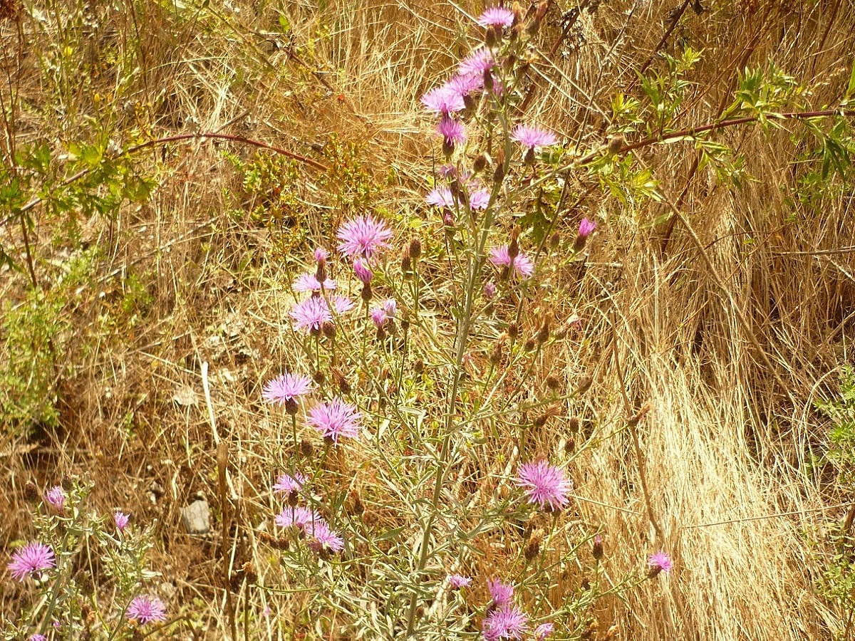 Centaurea paniculata subsp. paniculata (Asteraceae)
